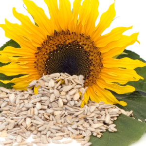 Sun Flower Seeds